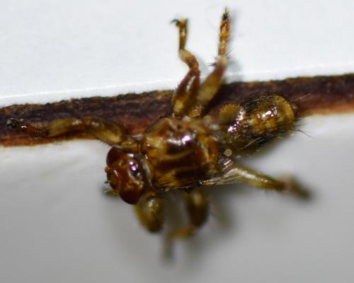 Lipoptena cervi